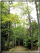 foto Parco botanico Terra Nostra